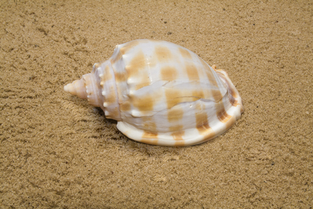 seashell on river sand as background