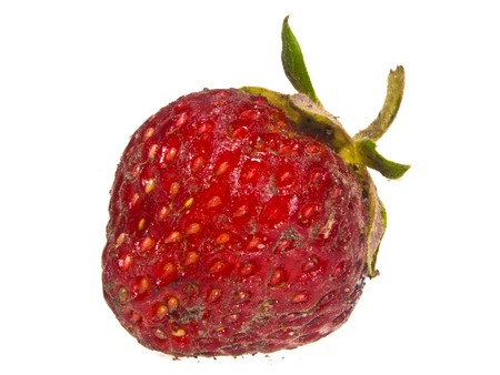 strawberry isolated on white backgroundの写真素材
