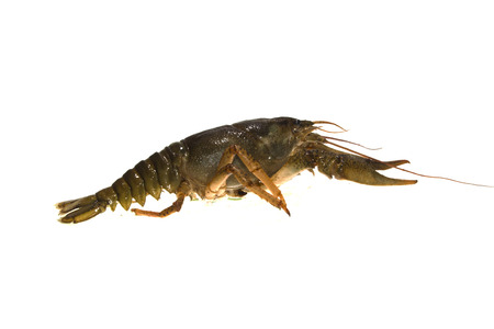 crayfish isolated on white background
