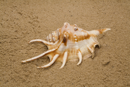 seashell on river sand as background