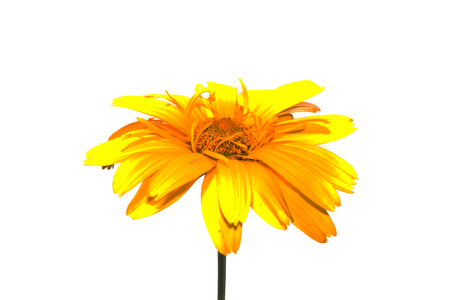 flower isolated on white backgroundの写真素材