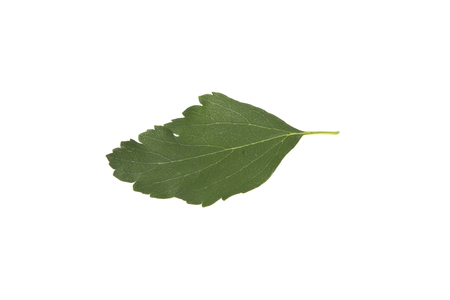 green leaves isolated on white backgroundの写真素材