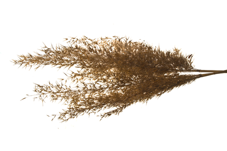 reed isolated on white backgroundの写真素材