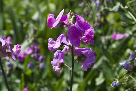 nature in summer in the villageの写真素材
