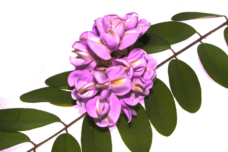 lilac isolated on white backgroundの写真素材
