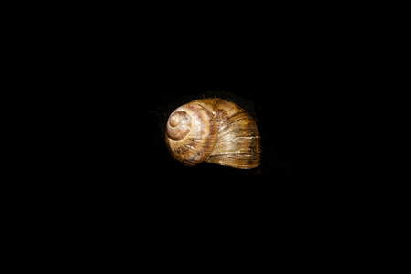 shell isolated on black background