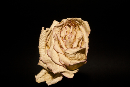 dry rose isolated on black backgroundの写真素材