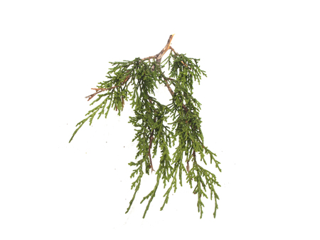 thuya isolated on white backgroundの写真素材