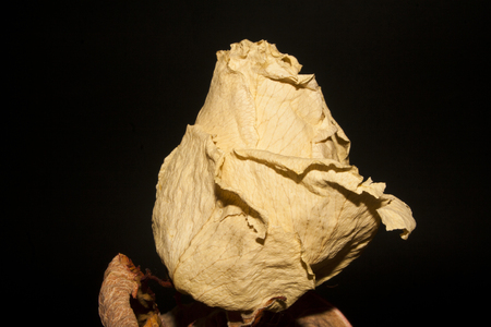 dry rose isolated on black backgroundの写真素材