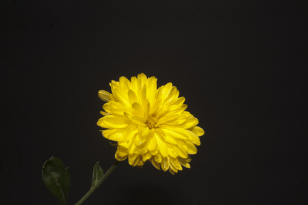 flower isolated on black backgroundの写真素材