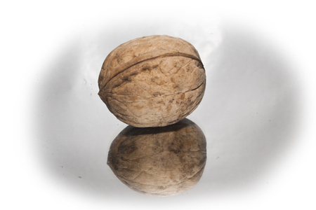 walnut isolated on white backgroundの写真素材