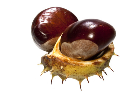 chestnut isolated on white background