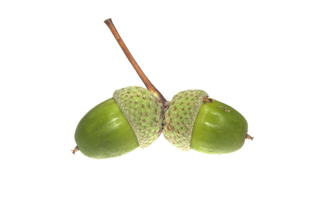 acorn isolated on white backgroundの写真素材