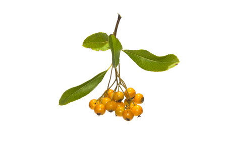 ashberry isolated on white backgroundの写真素材