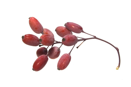 wild berries isolated on white background