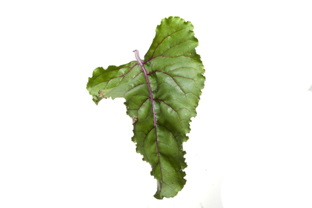 green leaf isolated on white background