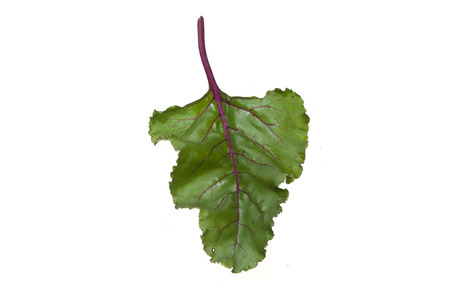 green leaf isolated on white backgroundの写真素材