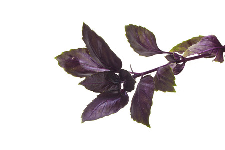 basil isolated on white backgroundの写真素材