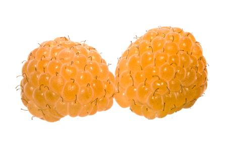 raspberry isolated on white backgroundの写真素材