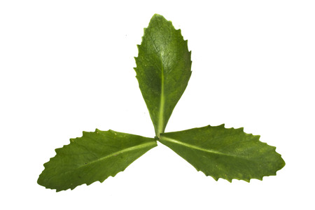 plant leaf isolated on white backgroundの写真素材