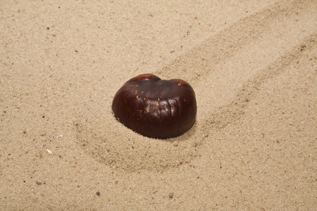 chestnut isolated on white background