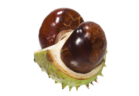 chestnut isolated on white backgroundの写真素材