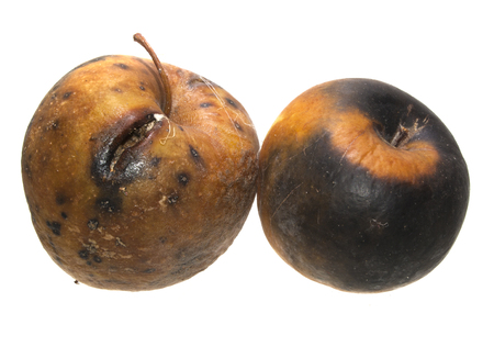 rotten apple isolated on white backgroundの写真素材