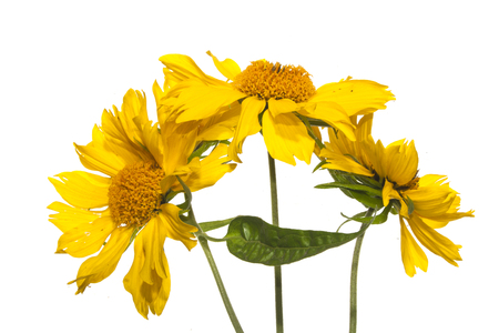 flower isolated on white backgroundの写真素材