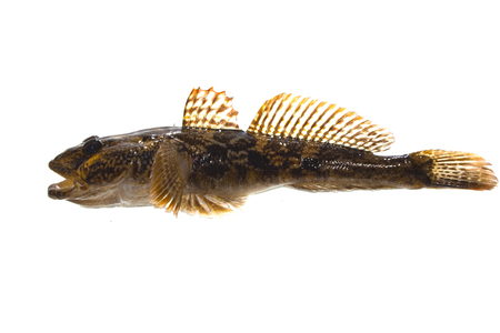 fish isolated on white background