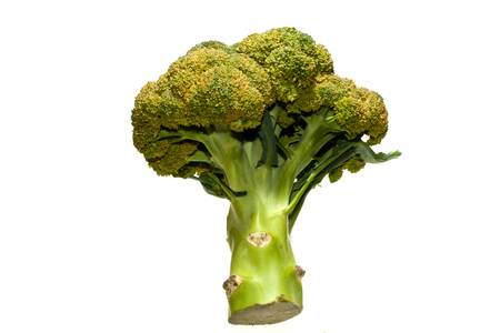 cabbage isolated on white backgroundの写真素材