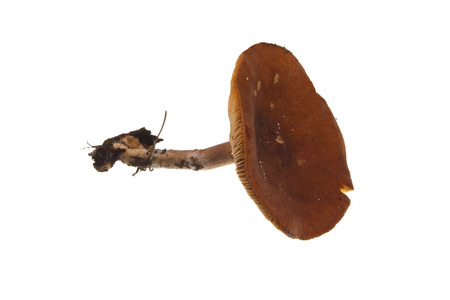 mushroom isolated on white backgroundの写真素材