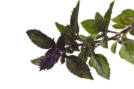 basil isolated on white backgroundの写真素材