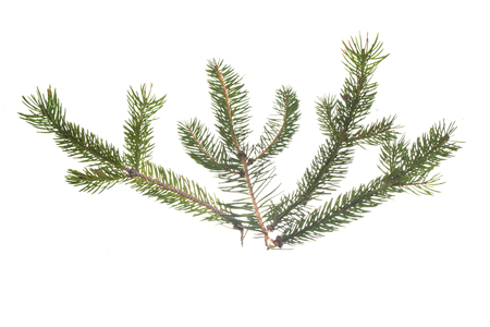 Christmas tree branch isolated on white backgroundの写真素材
