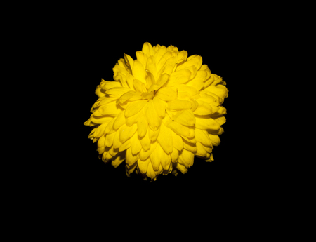 dandelion isolated on black backgroundの写真素材