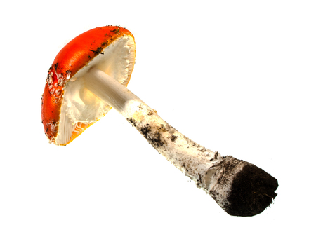 mushroom isolated on white backgroundの写真素材