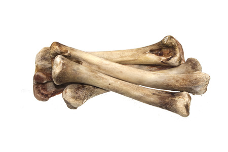 bone isolated on white backgroundの写真素材