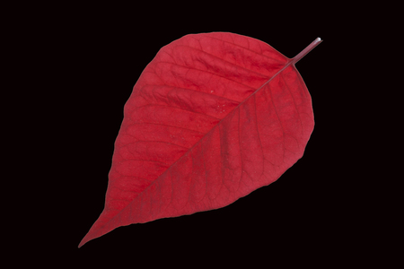 leaf isolated on white background