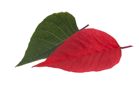 leaf isolated on white backgroundの写真素材