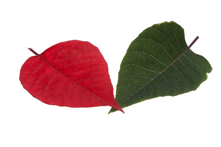 leaf isolated on white backgroundの写真素材