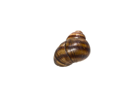 seashell isolated on white background