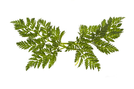 green leaf isolated on white backgroundの写真素材