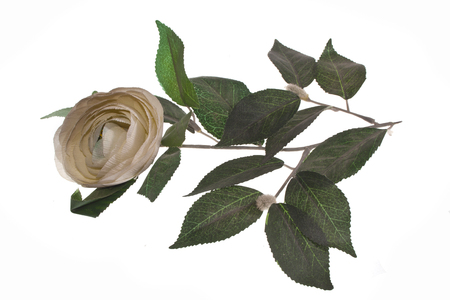 green leaf isolated on white backgroundの写真素材