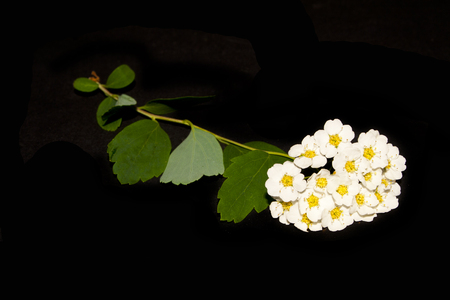 flower isolated on black backgroundの写真素材