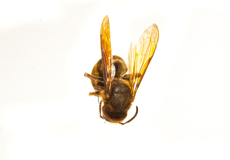 wasp isolated on white backgroundの写真素材
