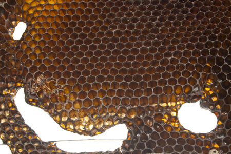 honeycomb isolated on white backgroundの写真素材