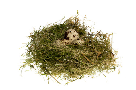 egg isolated on white backgroundの写真素材