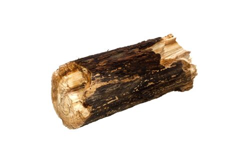 tree branch isolated on white backgroundの写真素材