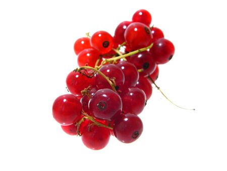 viburnum isolated on white backgroundの写真素材