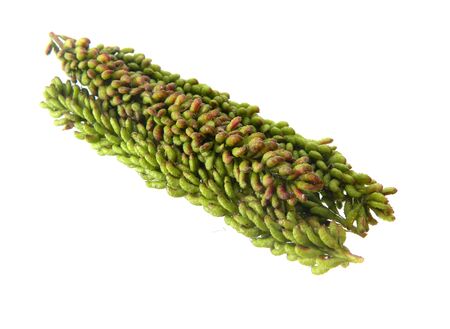 acacia seeds isolated on white backgroundの写真素材