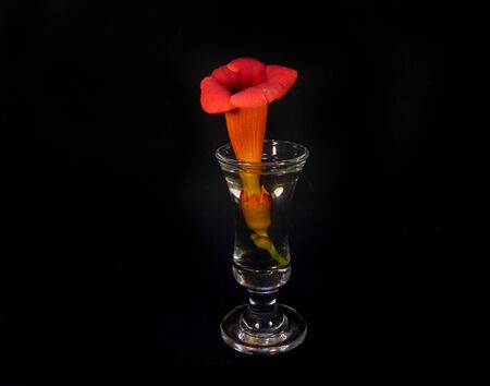 flower isolated on black backgroundの写真素材